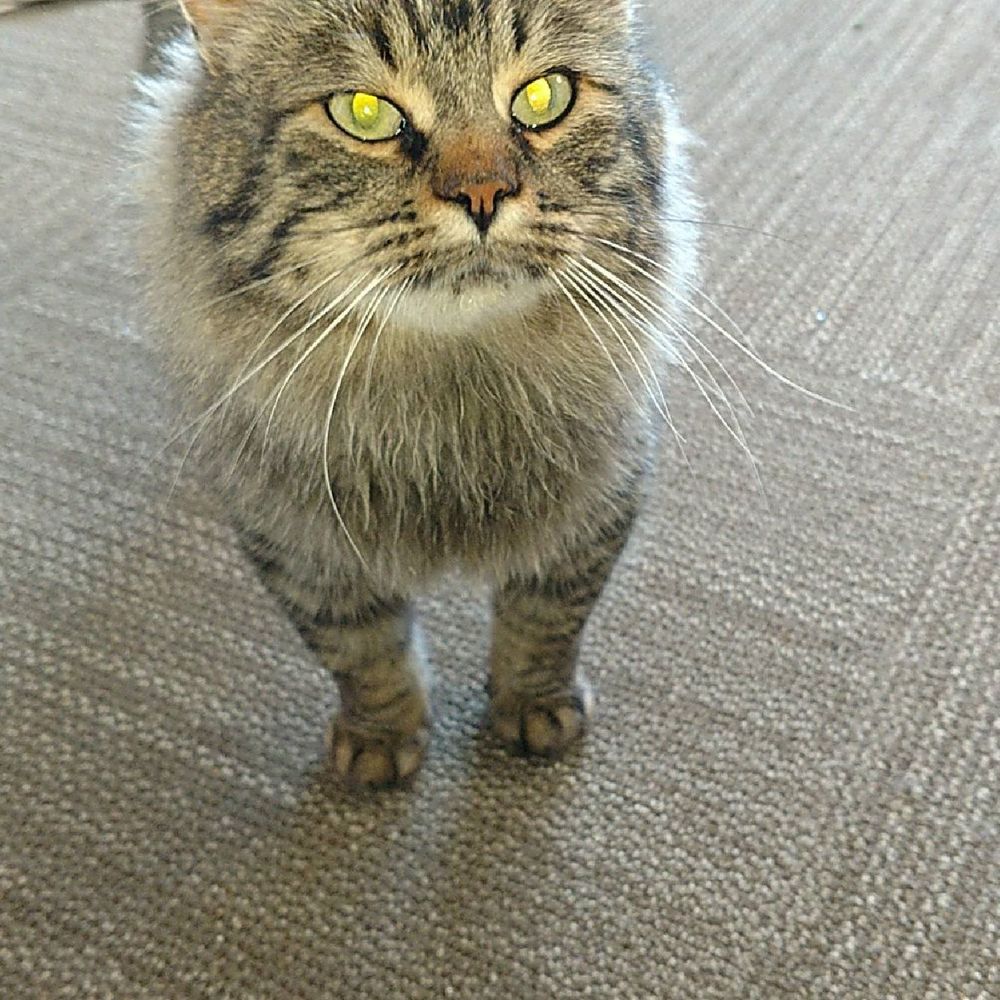 Meet your Posher, Stellacat